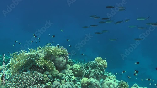 A flock of Suez Fusilier (Caesio suevica) swims over a reef, wide shot.
 photo