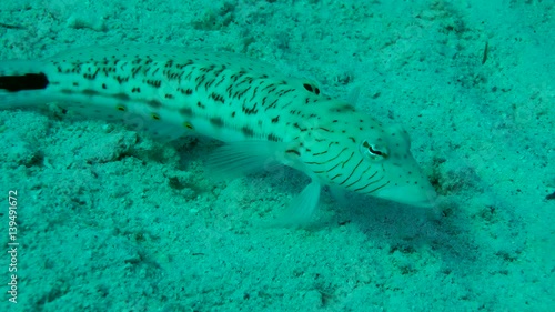 Speckled sandperch (Parapercis hexophtalma) lies on the sandy bottom and rotates the eyes, medium shot.
 photo