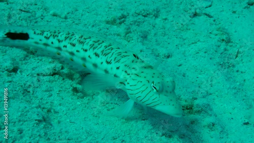 Speckled sandperch (Parapercis hexophtalma) lies on the sandy bottom and rotates the eyes, medium shot.
 photo