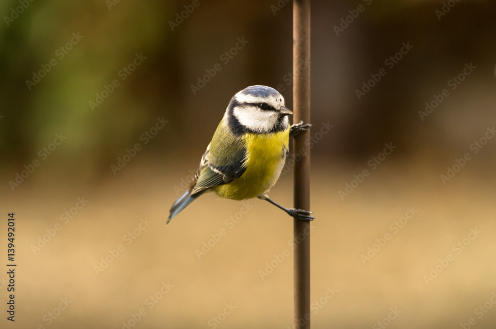 Fototapeta premium Blaumeise an einer Stange