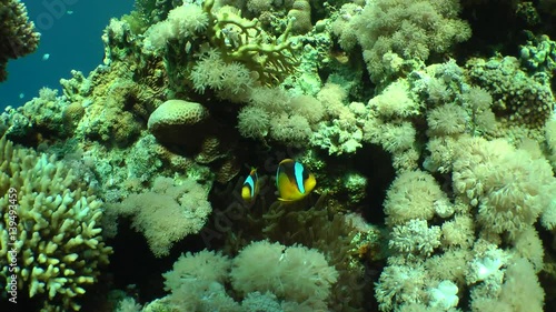 A pair of Twoband anemonefish (Amphiprion bicinctus) next to an actinia in the glare of sunlight in shallow water, wide shot.
 photo