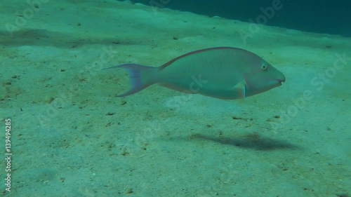 Wallpaper Mural Candelamoa parrotfish (Hipposcarus harid) swims above the sandy bottom, then leaves the frame, medium shot.
 Torontodigital.ca