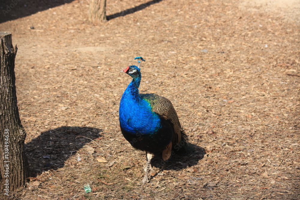 Fototapeta premium peacock
