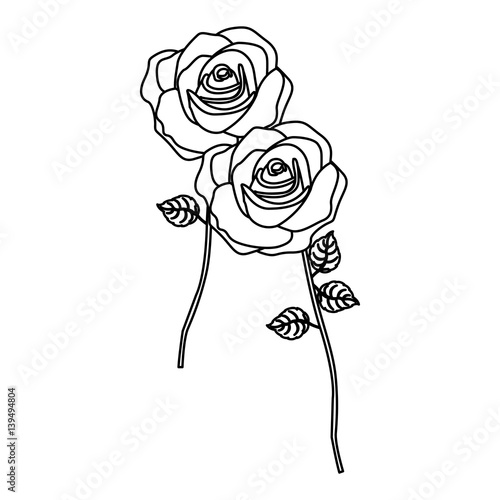silhouette roses with stem and leaves floral design vector illustration