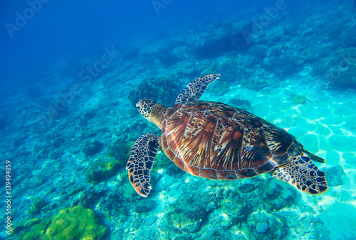 Sea turtle in water. Wild turtle swimming underwater in blue tropical sea. © Elya.Q