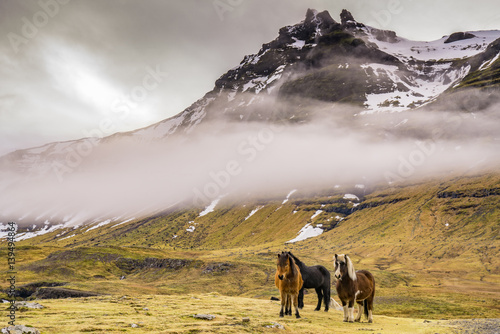 Icelandic Horses © pabrady63
