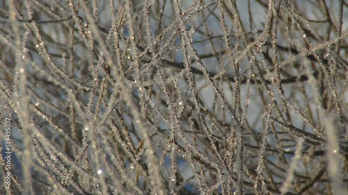 Wallpaper Mural crystal of snow on a plant Torontodigital.ca