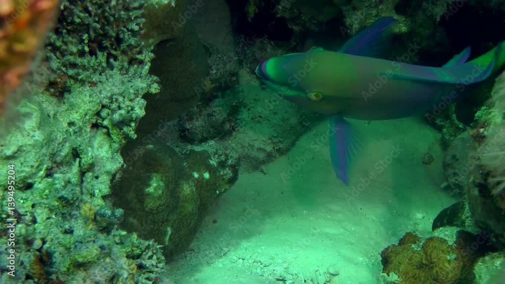 Male Rusty parrotfish (Scarus ferrugineus) is looking for food on a coral reef, then leaves the frame, medium shot.
Male Rusty parrotfish (Scarus ferrugineus) is looking for food on a coral reef, then leaves the frame, medium shot.