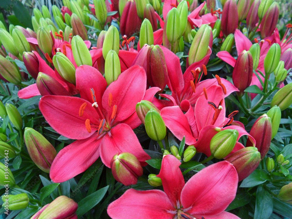 Bunch of blooming vivid pink Lily flowers with a lot of flower buds, The Netherlands Bunch of blooming vivid pink Lily flowers with a lot of flower buds, The Netherlands