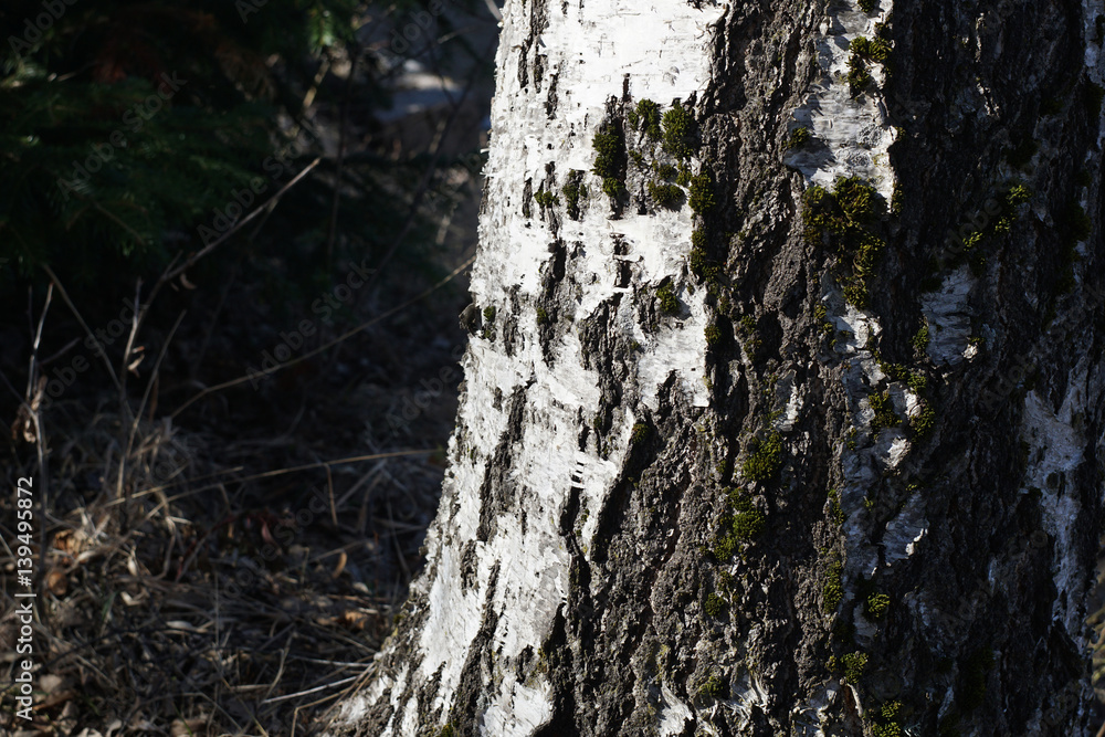 Old bark tree texture background, closeup Old bark tree texture background, closeup