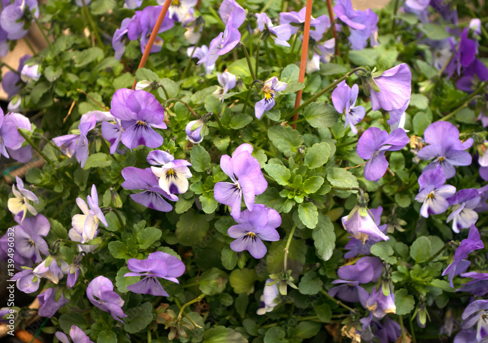 Several groveling and ordinary motley flowers day and night, the Latin name Several groveling and ordinary motley flowers day and night, the Latin name