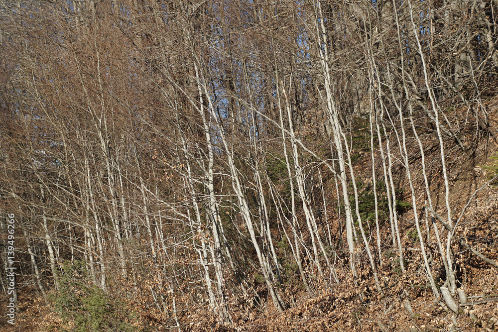 Fototapeta premium Branching trees. Detailed and naked trees branches