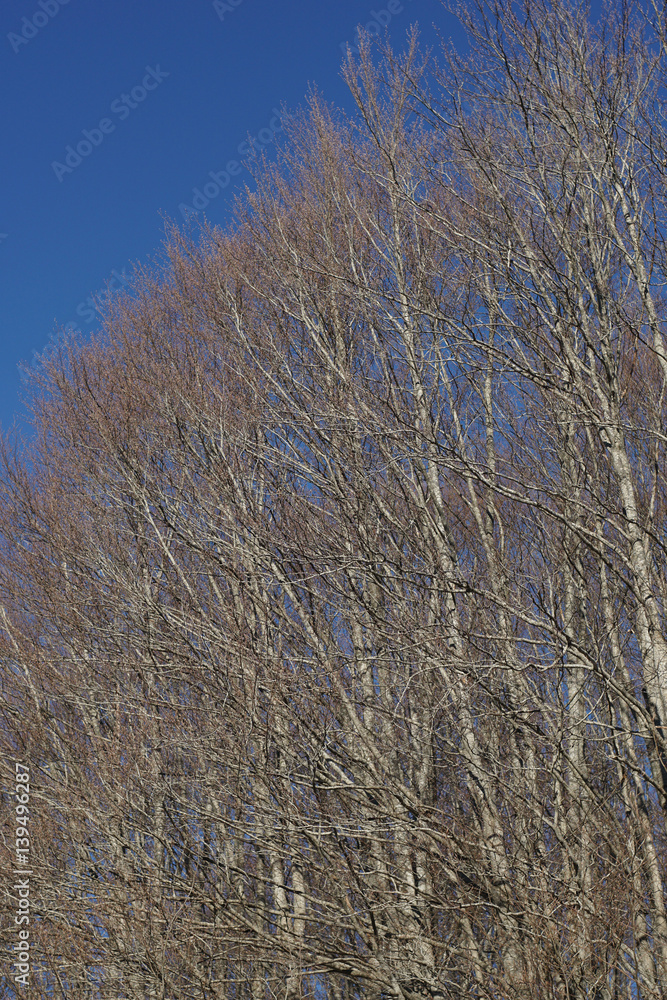 Branching trees. Detailed and naked trees branches Branching trees. Detailed and naked trees branches