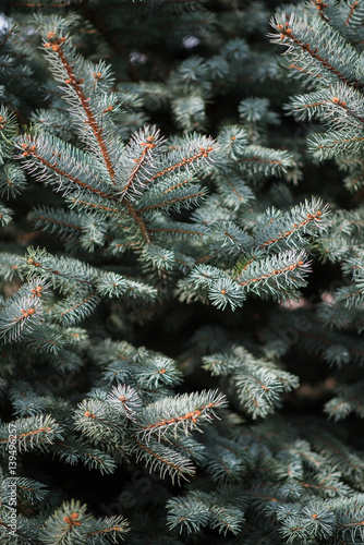 The branches of a blue spruce, close, background