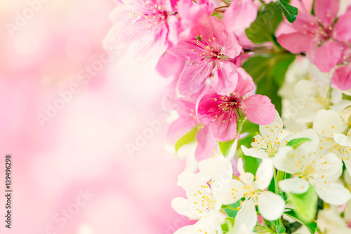 Spring background with pink and white tree flowers
