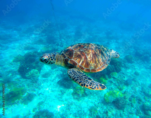 Sea turtle in water. Wild turtle swimming underwater in blue tropical sea.