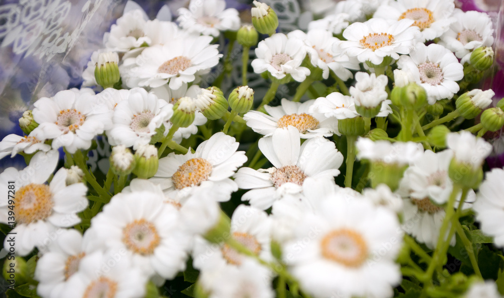 Several groveling and ordinary motley flowers day and night, the Latin name Several groveling and ordinary motley flowers day and night, the Latin name