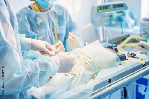 фотографія Veterinary doctors conducting surgery