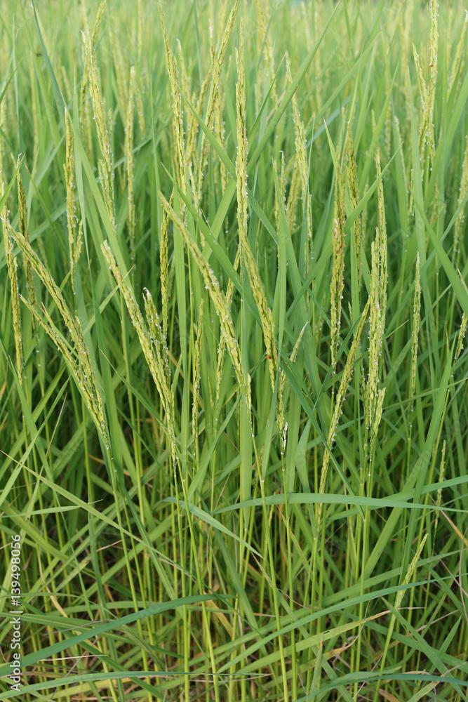 Rice plant near harvest time and evening sunlight. Rice plant near harvest time and evening sunlight.