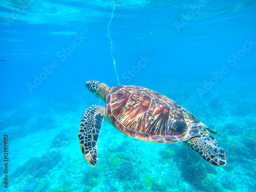 Sea turtle in turquoise blue water. Snorkeling or diving with tortoise.