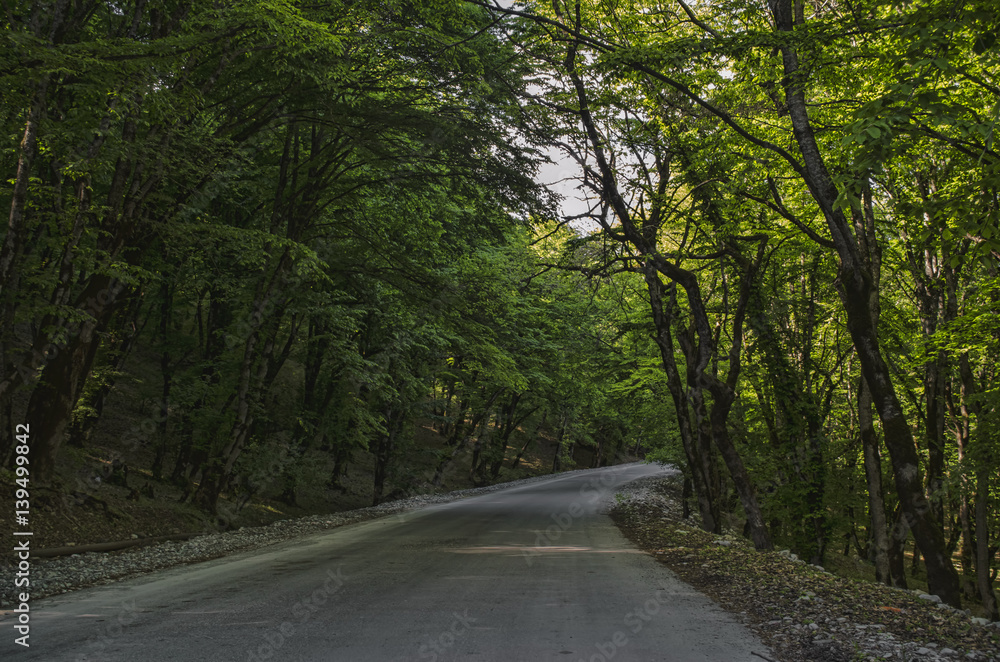 View of branch with bright summer green color leaves with blurred forest and the blue sky on background. Mountain road in Lahic Big Caucasus Azerbaijan