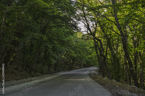 View of branch with bright summer green color leaves with blurred forest and the blue sky on background. Mountain road in Lahic Big Caucasus Azerbaijan