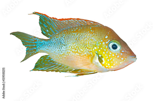 Mexican gold cichlid (Thorichthys aureus) - male, isolated