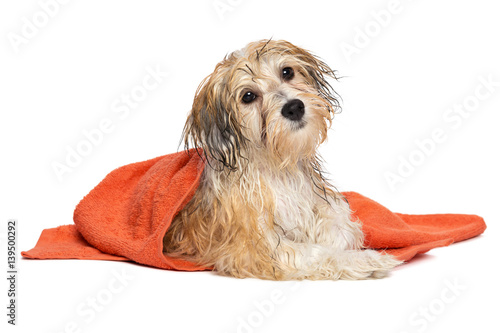 Fototapeta Naklejka Na Ścianę i Meble -  Cute bathed havanese puppy dog wrapped in an orange towel