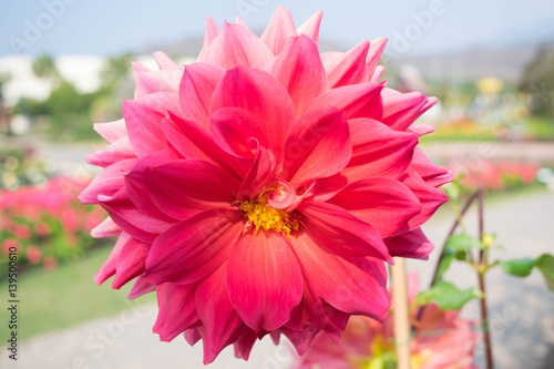 Full bloom natural soft pink  big dahlia flower with morning sunlight and flowers bokeh in flowers garden background.