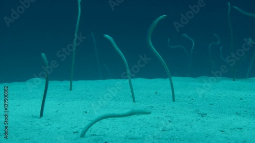 Part of the settlement Garden Eel (Gorgasia sillneri), fish catch floating plankton, medium shot.
 photo