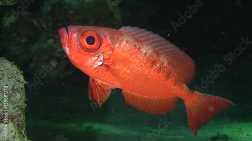 Sea fish Moontail bullseye (Priacanthus hamrur) on a dark cave background with sunlight reflections, medium shot.
 photo