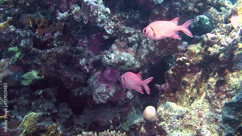 A pair of Pinecone soldierfish (Myripristis murdjan) stands near the wall of the reef, wide shot.
 photo