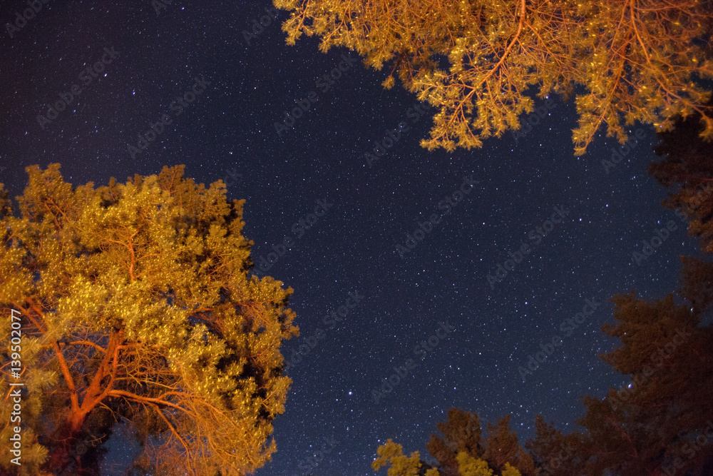 Starry sky with Milky way through trees