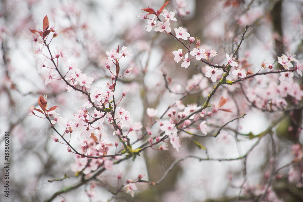 spring cherry blossom spring cherry blossom