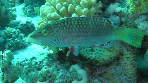 Cheeklined wrasse (Oxycheilinus digramma) swims against a background of corals, medium shot.
 photo