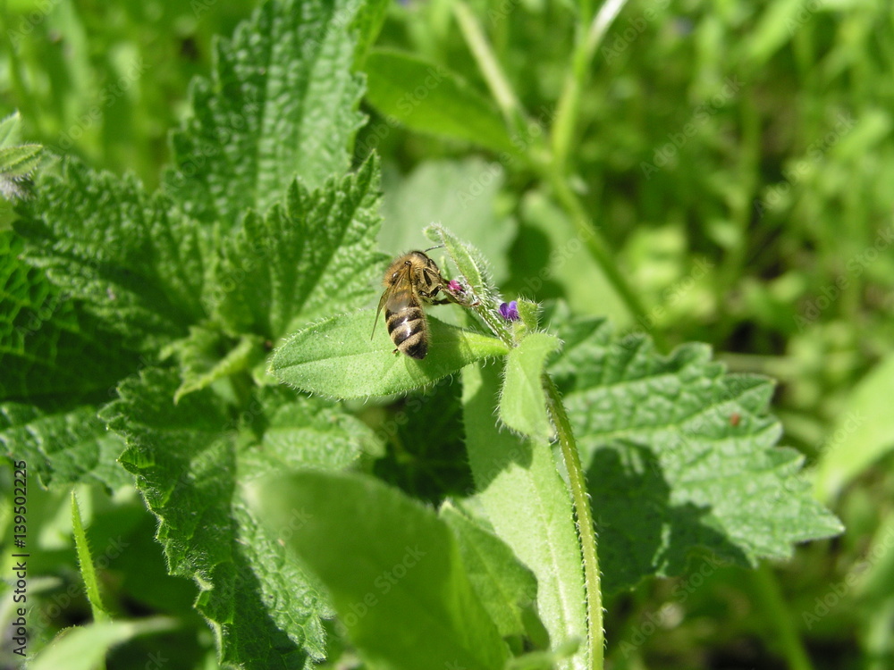Fototapeta premium A bee collects nectar from Purple flowers lungwort in the spring. Flowers lungwort like bells close up. Honey plants Ukraine. Collect pollen from flowers and budsї