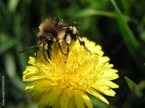 A bee collects nectar from a yellow flower dandelion in the month of May. Honey plants Ukraine. Collect pollen from flowers and buds