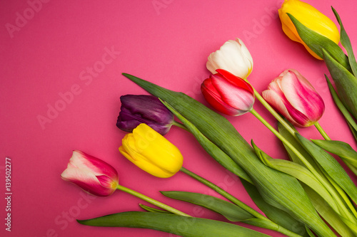 Fototapeta Naklejka Na Ścianę i Meble -  Multi-colored tulips on a pink background.