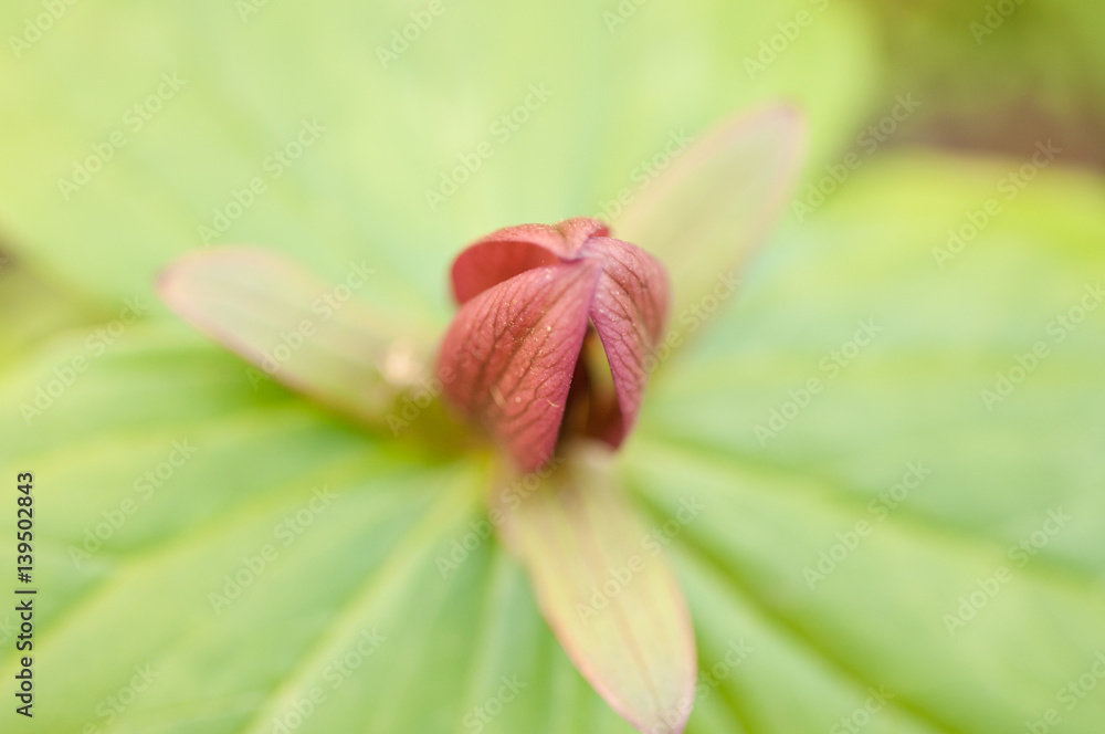 Close up of trillium wildflower