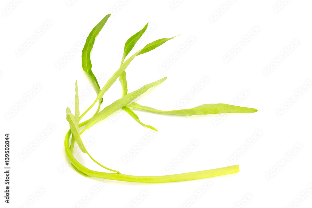 Obraz premium Water Convolvulus on white background