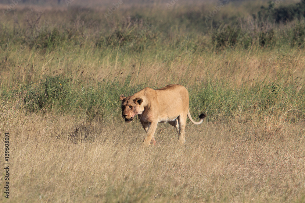 Lioness Walking After Hunt Lioness Walking After Hunt