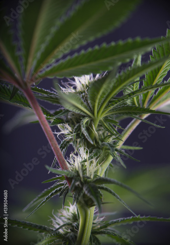 Blooming Marijuana plant with early white flowers (Mangolope strain)