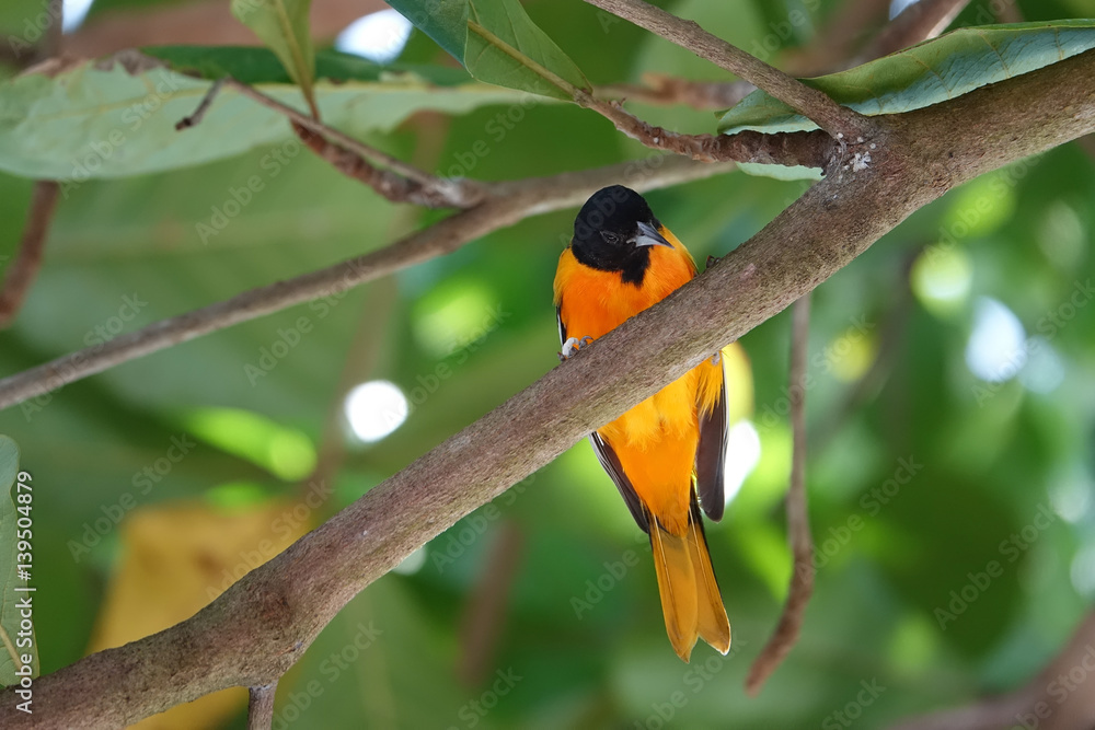 oriole oriole
