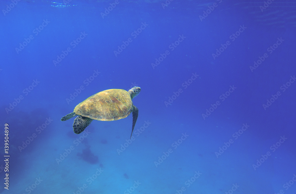Tortoise swimming in oceanic water. Green turtle in wild nature. Tortoise swimming in oceanic water. Green turtle in wild nature.