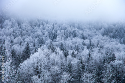 Magical winter snow covered tree. Dramatic scene. Bokeh light effect, soft filter. Carpathian. Ukraine. Europe