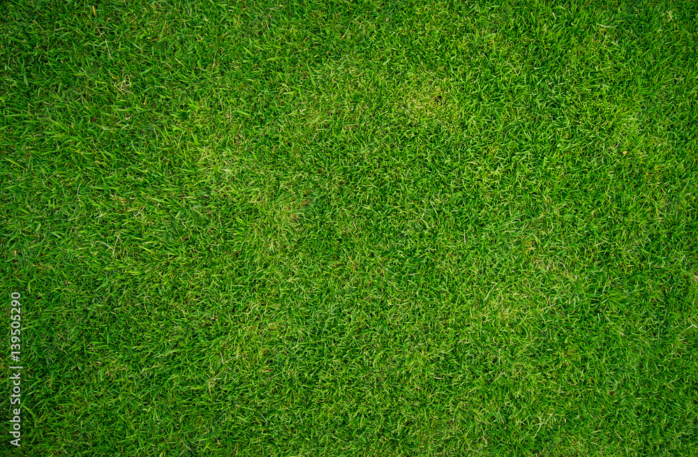 Fototapeta premium green grass natural background texture
