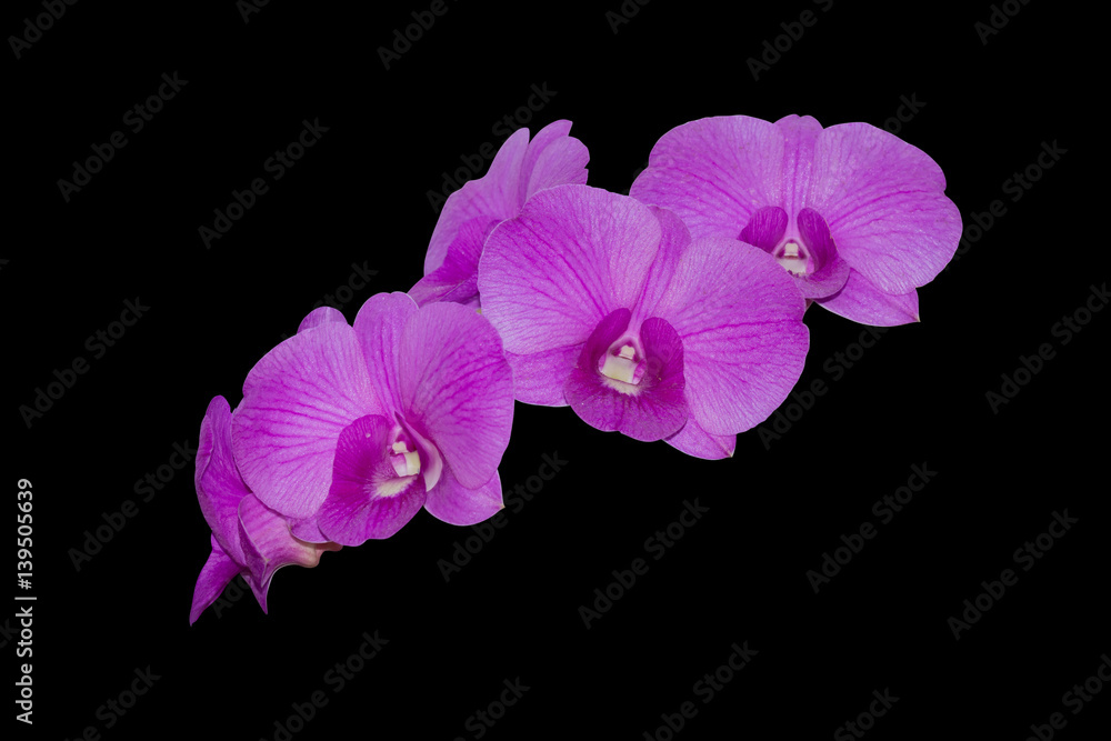 Naklejka premium Orchid flower isolated on black background, Clipping path