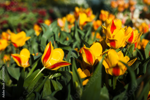 Tulip. Beautiful bouquet of tulips. colorful tulips. tulips in spring,colourful tulip, yellow tulips. Flower tulips background.