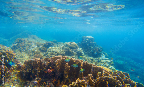 Fototapeta Naklejka Na Ścianę i Meble -  Underwater scenery with coral reef and tropical fishes. Blue sea view with marine fauna