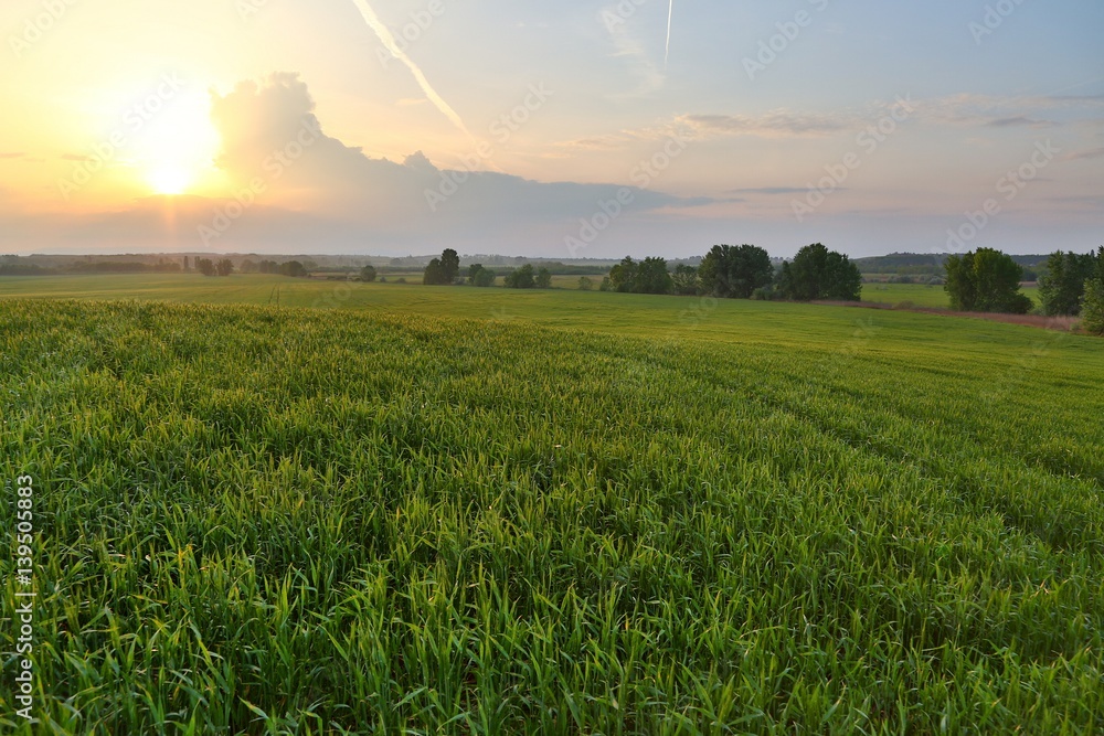 Agircutural landscape in sunlight